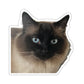 111-8790964-2070642_33_ch-removebg-preview