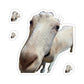 112-5679649-6061866_3x3-removebg-preview