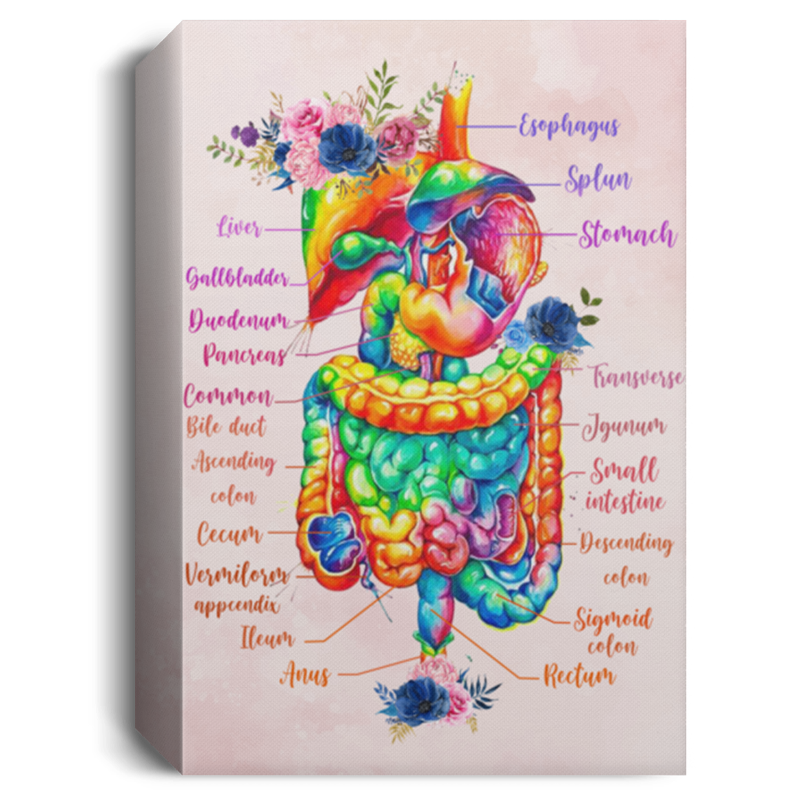 Canvas Framed Wood Digestive System Anatomy Floral Gift Family Unisex Awesome On Birthday, Decor Home Durable Print 16x24 CANPO15 Deluxe Portrait Canvas 1.5in Frame