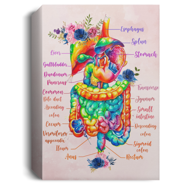 Canvas Framed Wood Digestive System Anatomy Floral Gift Family Unisex Awesome On Birthday, Decor Home Durable Print 16x24 CANPO15 Deluxe Portrait Canvas 1.5in Frame