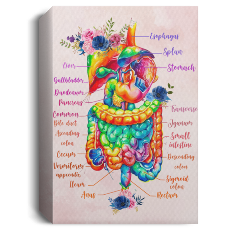 Canvas Framed Wood Digestive System Anatomy Floral Gift Family Unisex Awesome On Birthday, Decor Home Durable Print 16x24 CANPO15 Deluxe Portrait Canvas 1.5in Frame